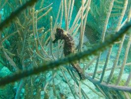 Long Snout Seahorse IMG 5913